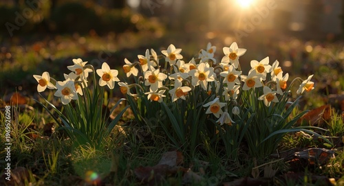 Sunshine casting glow on na...