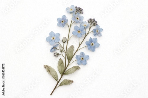 Pressed delicate blue flowe...
