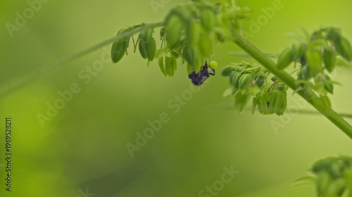 The male hemp flowers are in full bloom and are released to the female plant for fertilization.
Male hemp flowers are bred to obtain seeds.
Insects fly around and pollinate cannabis flowers.