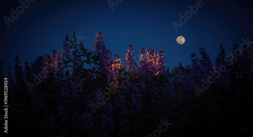 Moonlight glowing gently ov...