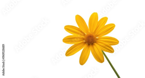 Turmeric flower isolated wi...
