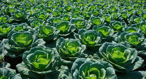Vibrant cabbage farm showin...