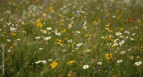 Scenic field of wildflowers...