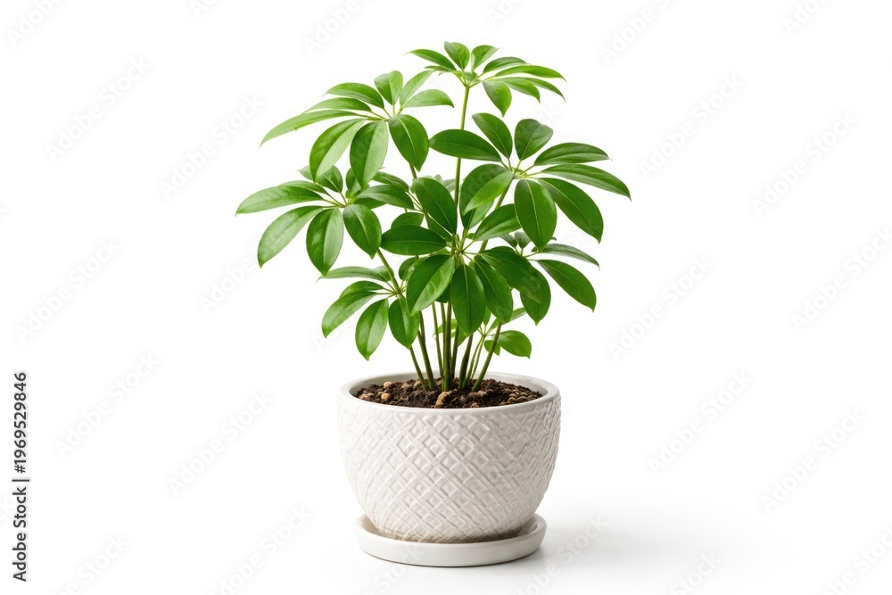 Fototapeta premium a young Schefflera plant in a decorative pot on a clean white backdrop