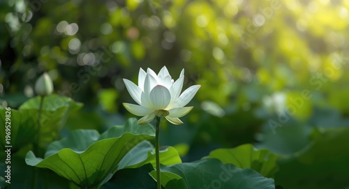 White lotus flower blossomi...