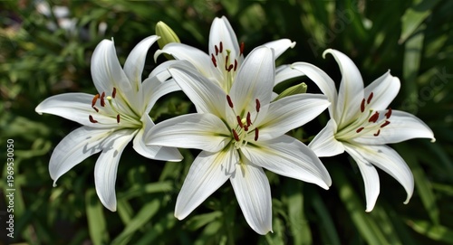 White lily blossoms capture...