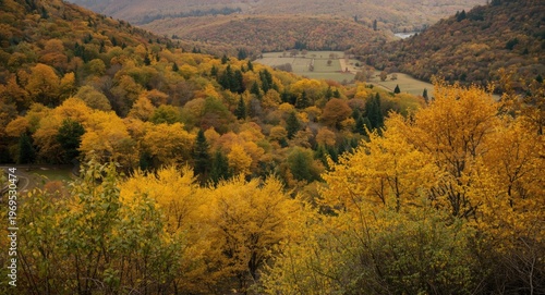 Yellow leafed deciduous tre...