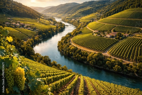 Aerial view of lush vineyar...