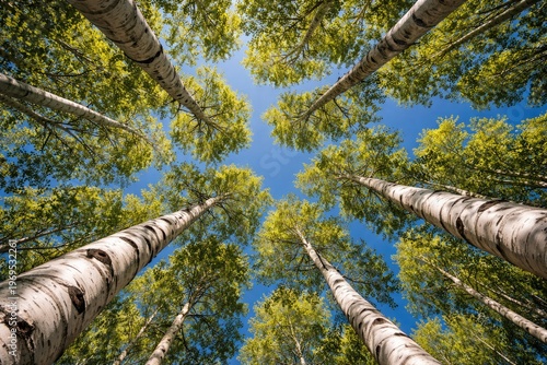 Looking Upward Through Whit...