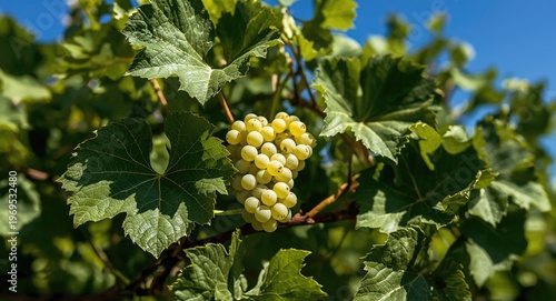 White grape bunch nestled w...
