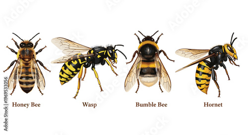 Honey Bee, Wasp, Bumble Bee, and Hornet Realistic Insect Illustration Set