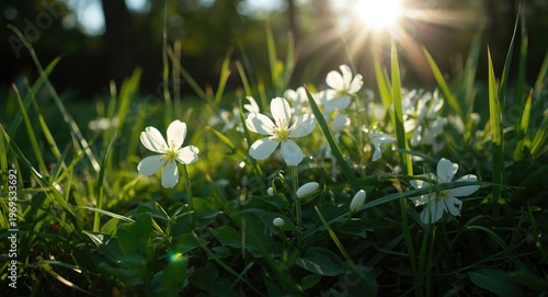 Sunlit white flowers bloomi...