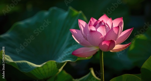 Vibrant lotus flower bathed...