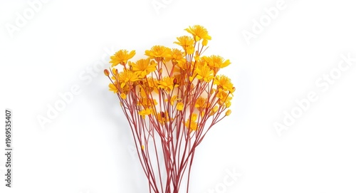 Yellow blooms with contrast...