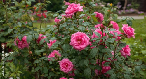 Vibrant pink rose shrub blo...