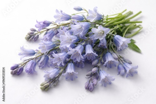 Bluebell flowers arranged o...