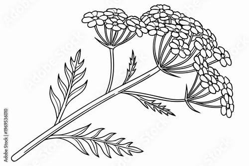 Tableau sur toile coloring page line art the yarrow flower black vector