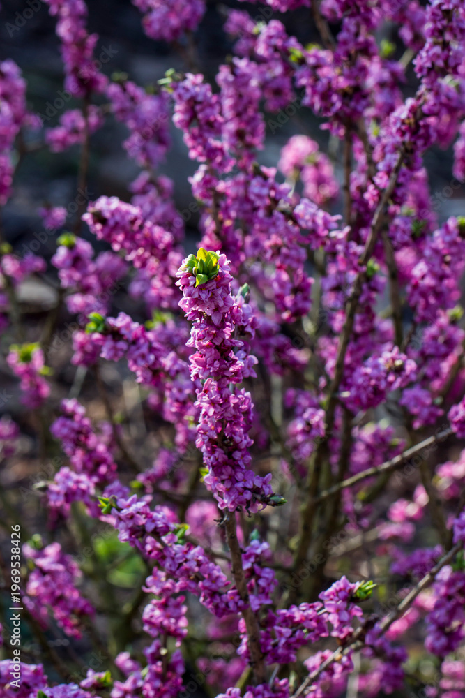 Fototapeta premium Macro shot of Daphne flowers tiny tubular blooms with deep pink petal