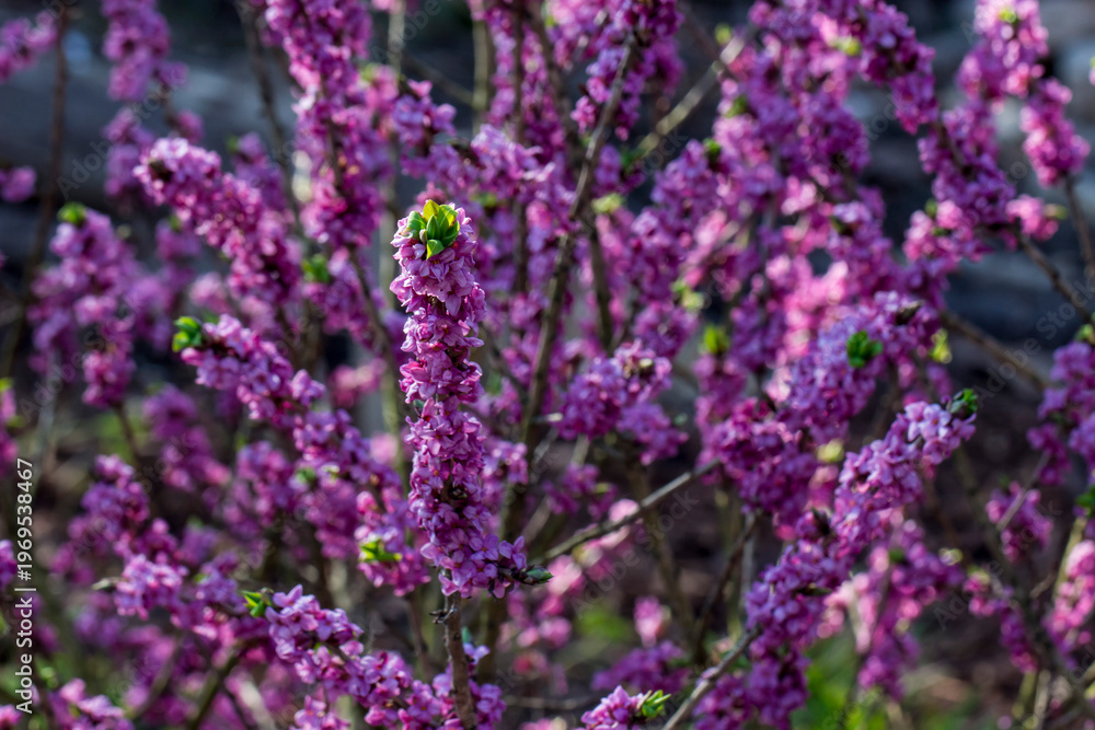 Obraz premium Close‑up of Daphne mezereum vibrant pink flowers densely clustered on a slender branch