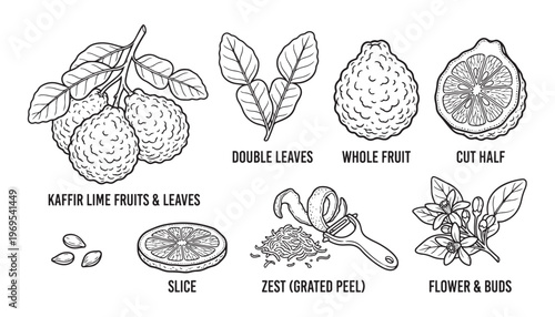 Kaffir lime citrus fruits and leaves botanical set with slice zest and flower buds in vector sketch