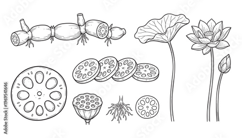 Lotus plant elements vector illustration, aquatic flower, leaves, roots, and sliced parts