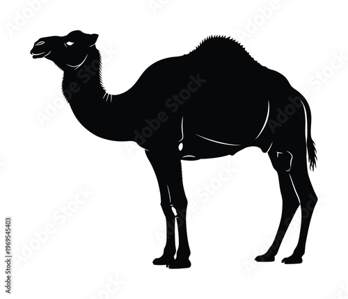 Silhouette vector of a camel with a distinctive hump standing tall in profile view