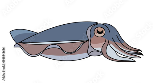 Cute Squid Cartoon Illustration Simple Marine Ocean Animal Design