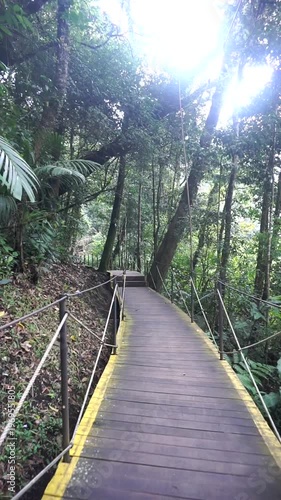 Wallpaper Mural Walking on a wooden bridge with a yellow line in a green forest, creating a sense of adventure and natural tranquility. Torontodigital.ca