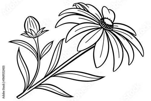 coloring page line art the rudbeckia flower black vector