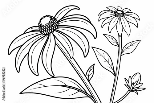 coloring page line art the rudbeckia flower black vector