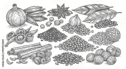 Vintage Hand Drawn Herbs and Spices Engraving Collection