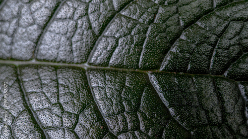 Foto abstract nature background of a moist dark green leaf showing organic geometry and botanical details
