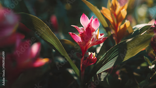Vibrant Tropical Flowers in Summer Sunlight