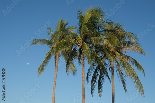 Three palm trees against a blue sky and a white moon, Cocos nucifera