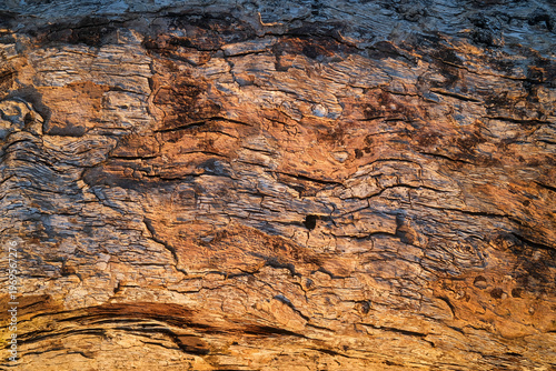 Texture of closeup of driftwood