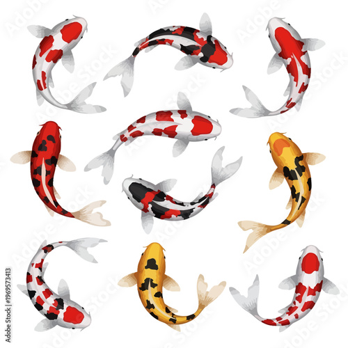 Colorful koi fish swimming together.