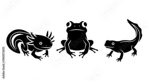 Silhouettes of axolotl, frog, and newt on white background