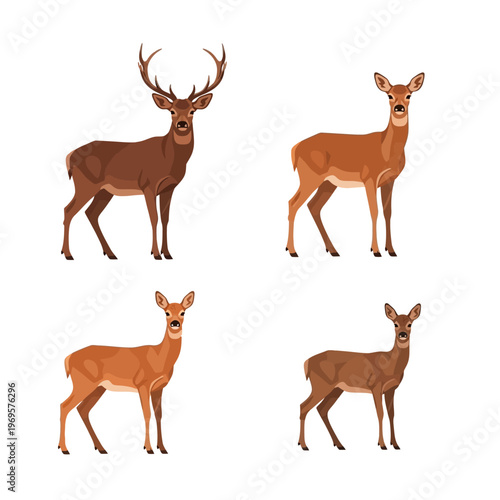 Four Deer Standing Different Directions.