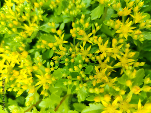 Abstract natural background of yellow flowers Ochitok (Sedum). Drought-resistant perennial plant. Full frame