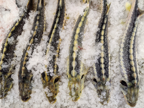 Fresh sturgeon laid out on ice. Delicacy fish, whole carcasses on display in store. Sale of fresh fish products of sterlet species. Top view.