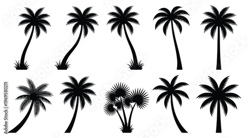 palm silhouttes