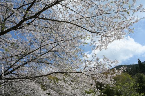 宮崎市田野町の桜並木