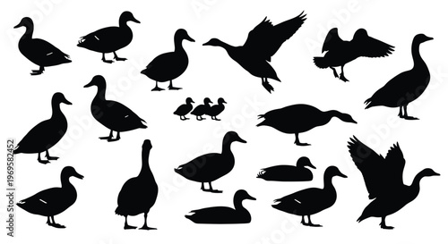 duck silhouettes