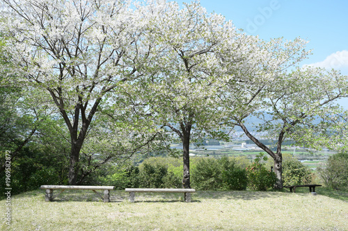 宮崎市田野町の桜並木