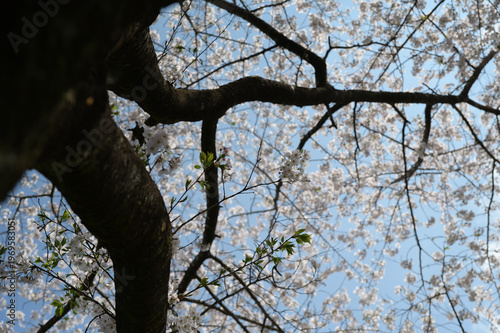 宮崎市田野町の桜並木