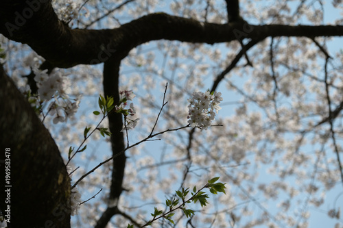 宮崎市田野町の桜並木