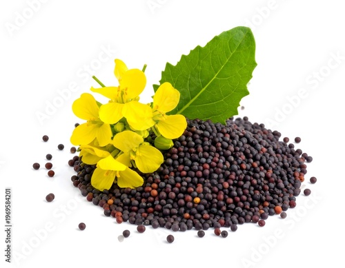 Black mustard seed with mustard flower on white background
