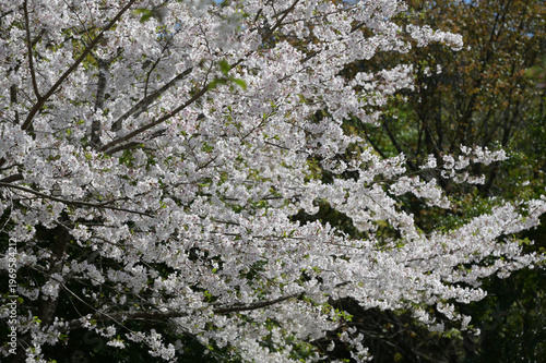 宮崎市田野町の桜並木