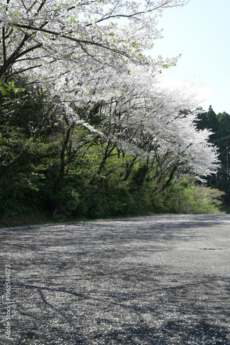 宮崎市田野町の桜並木