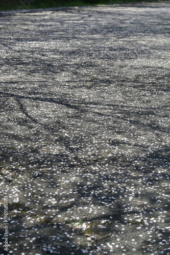 宮崎市田野町の桜並木